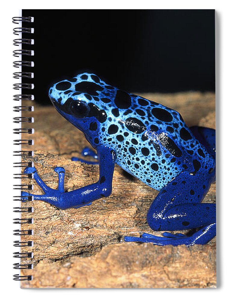 Feb0514 Spiral Notebook featuring the photograph Very Tiny Blue Poison Dart Frog #1 by San Diego Zoo