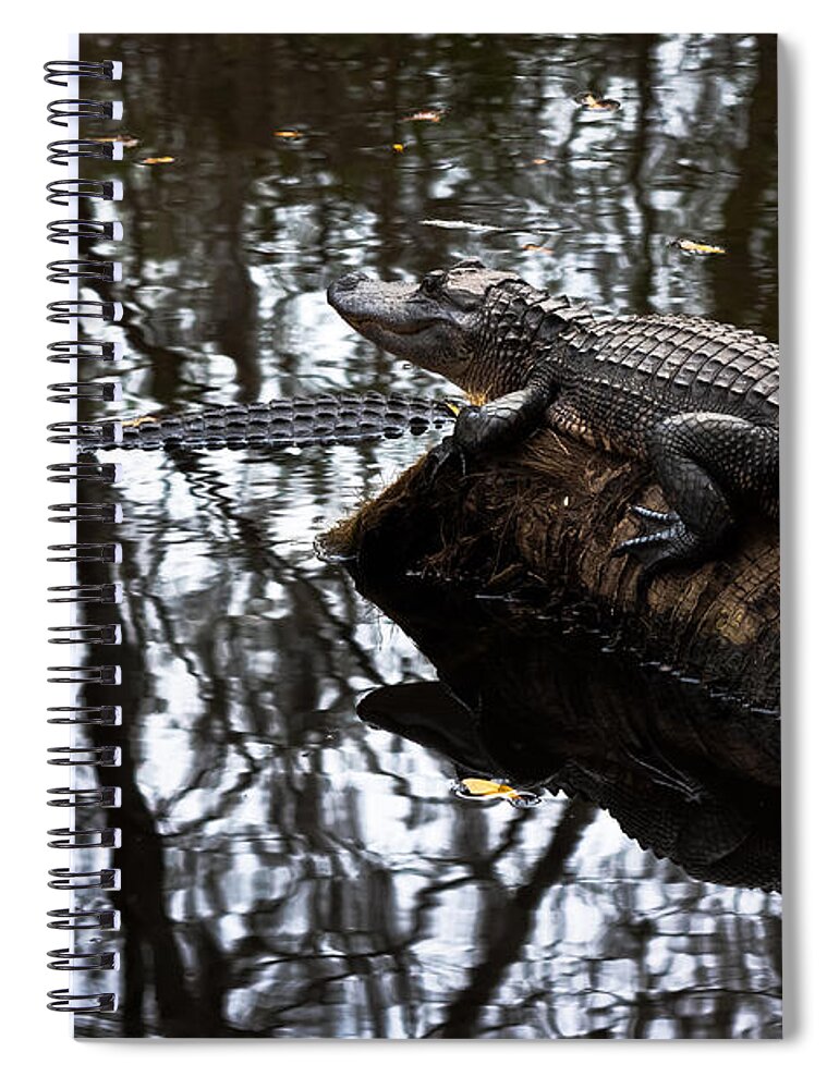 Alligator Spiral Notebook featuring the photograph Viewing My Domain #1 by Ed Gleichman