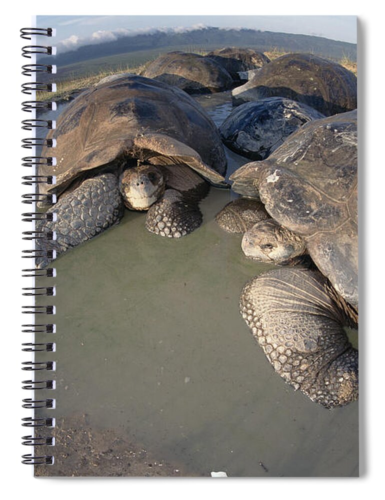 00142622 Spiral Notebook featuring the photograph Volcan Alcedo Giant Tortoises Wallowing #2 by Tui De Roy