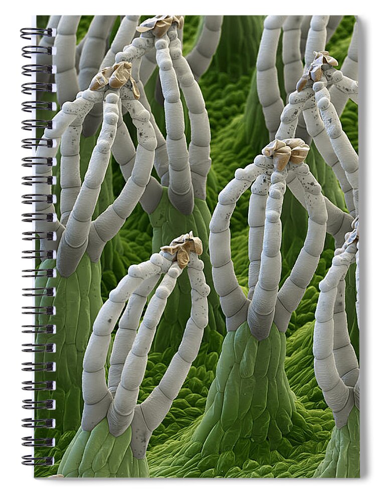 Salvinia Natans Spiral Notebook featuring the photograph Water Fern, Salvinia Natans, Sem #1 by Eye of Science