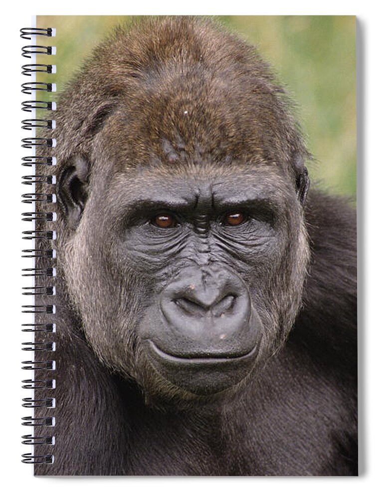 Feb0514 Spiral Notebook featuring the photograph Western Lowland Gorilla Young Male #1 by Gerry Ellis