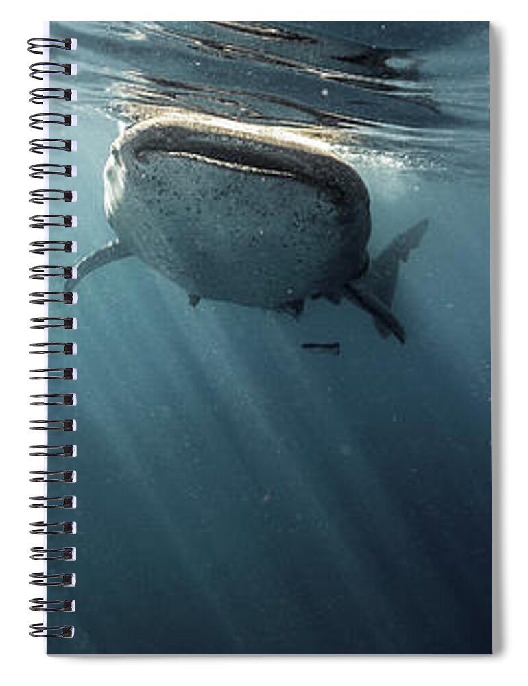 Tranquility Spiral Notebook featuring the photograph Whale Shark #1 by Tyler Stableford