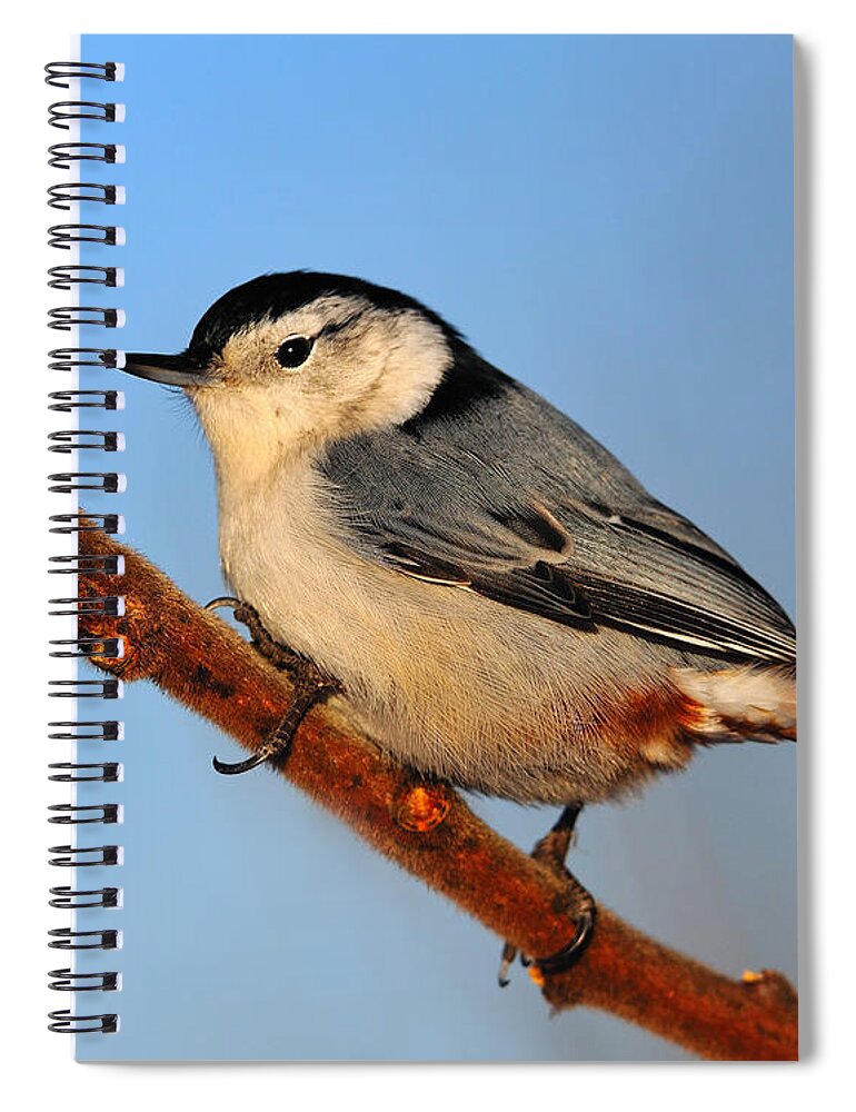 White-breasted Nuthatch Spiral Notebook featuring the photograph White-breasted Nuthatch #2 by Tony Beck