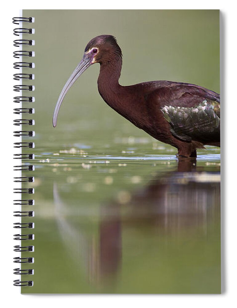 White-faced Ibis Spiral Notebook featuring the photograph White faced ibis #2 by Bryan Keil