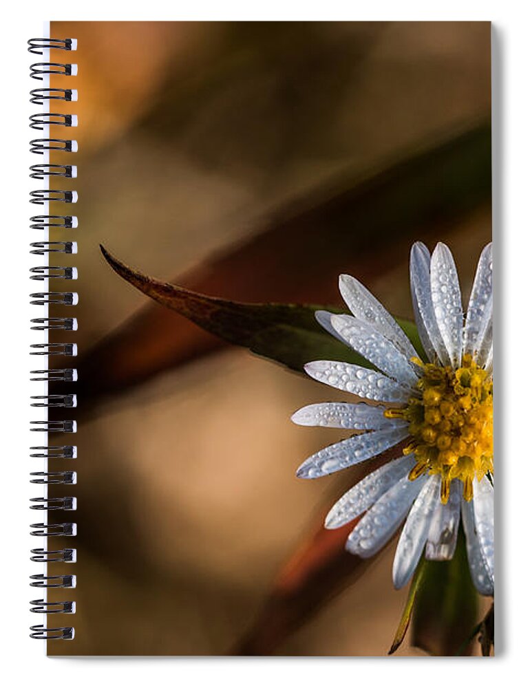 Dew Spiral Notebook featuring the photograph White Flower Dew-drops Autumn #1 by Jivko Nakev