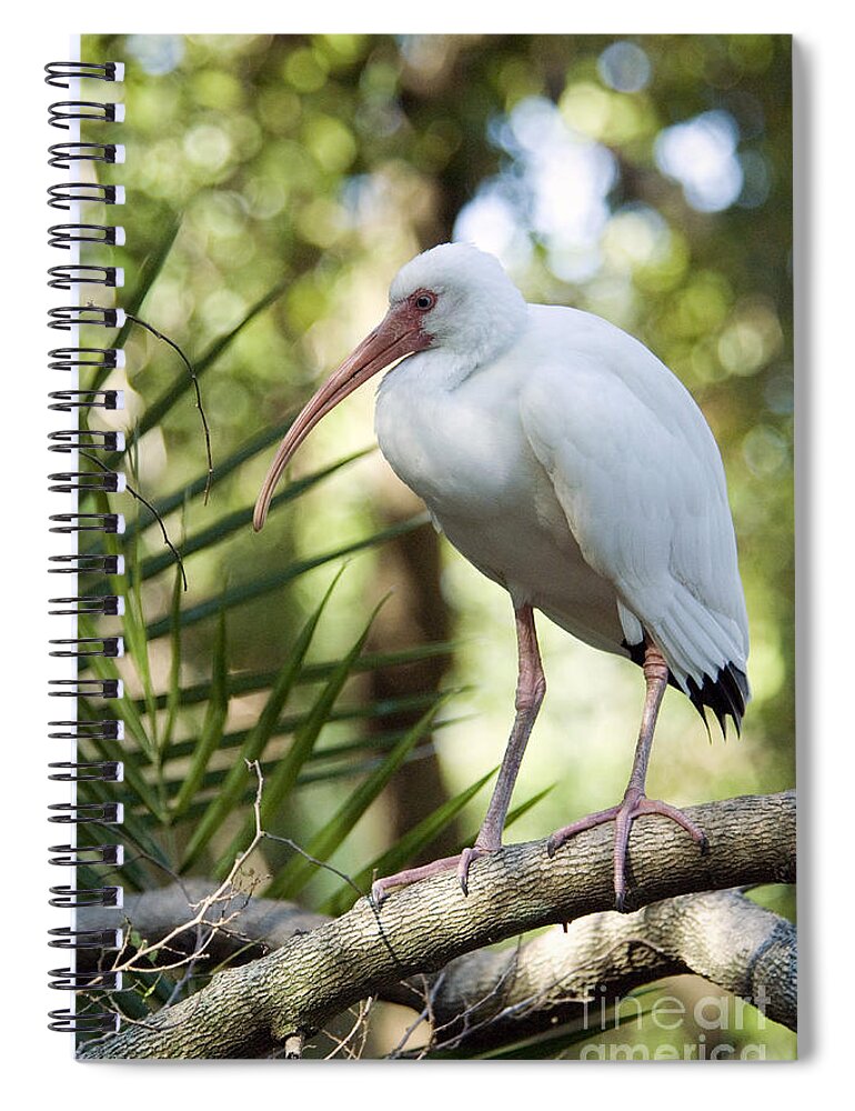 Animal Spiral Notebook featuring the photograph White Ibis #1 by Mark Newman