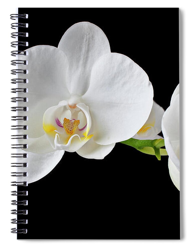 Black Background Spiral Notebook featuring the photograph White Orchid #1 by Garry Gay