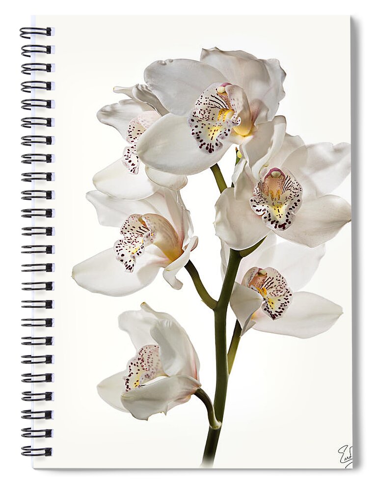 Flower Spiral Notebook featuring the photograph White Orchids by Endre Balogh