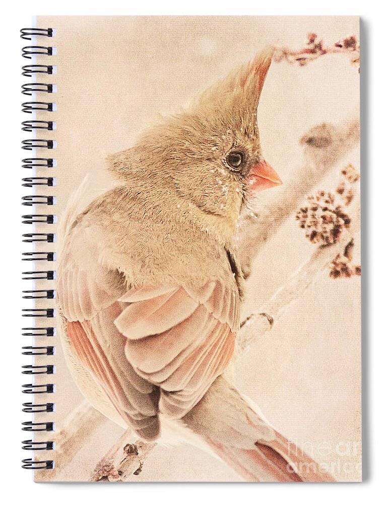 Bird Spiral Notebook featuring the photograph Winter Cardinal #1 by Pam Holdsworth