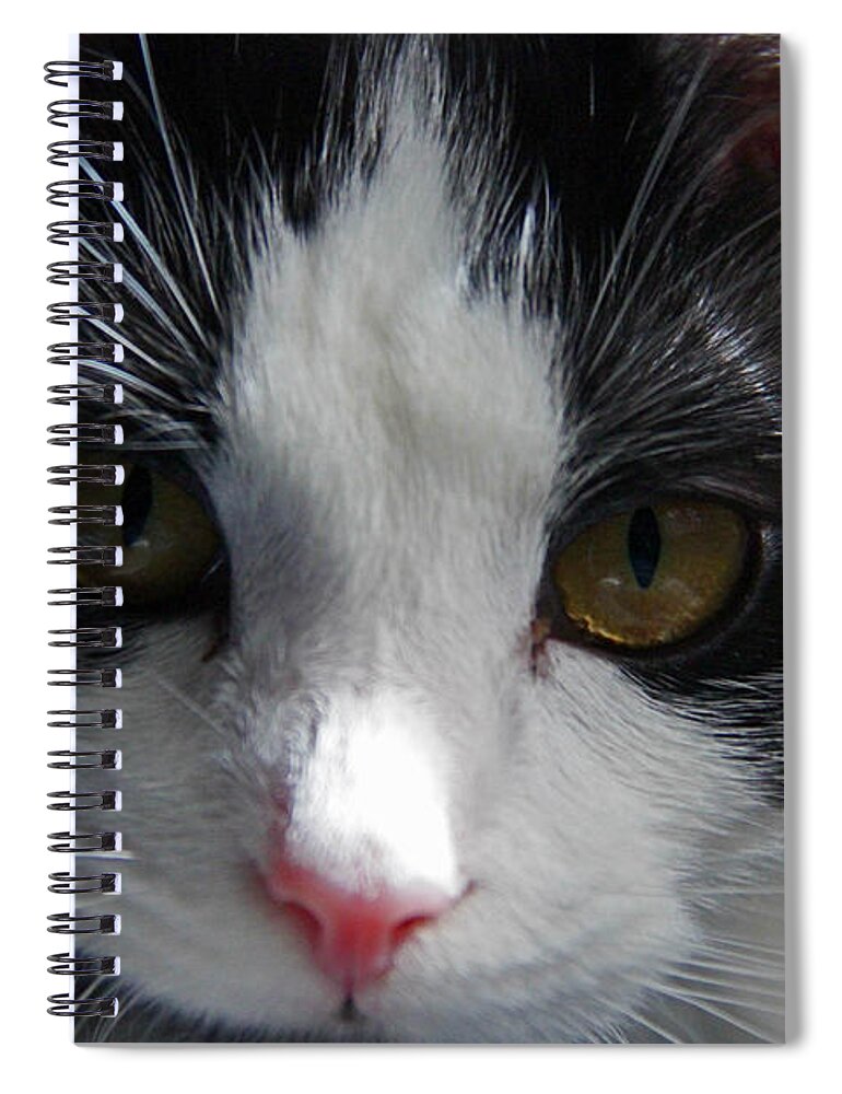Cat Spiral Notebook featuring the photograph Yue up close #1 by Andy Lawless