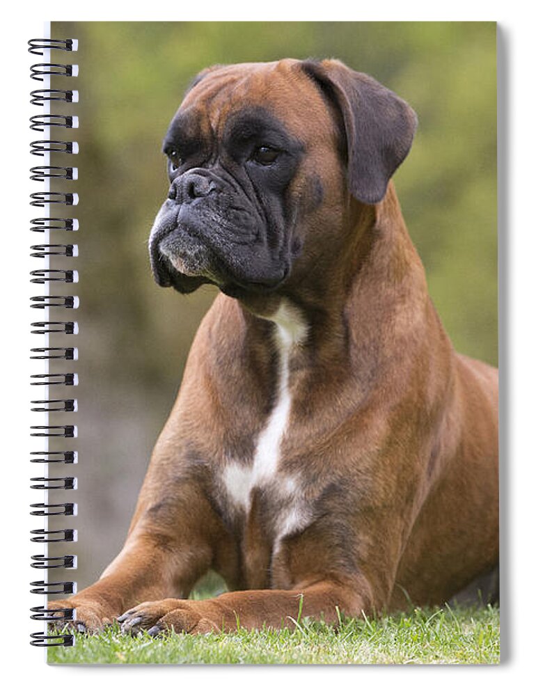 Dog Spiral Notebook featuring the photograph Boxer Dog #10 by Jean-Michel Labat