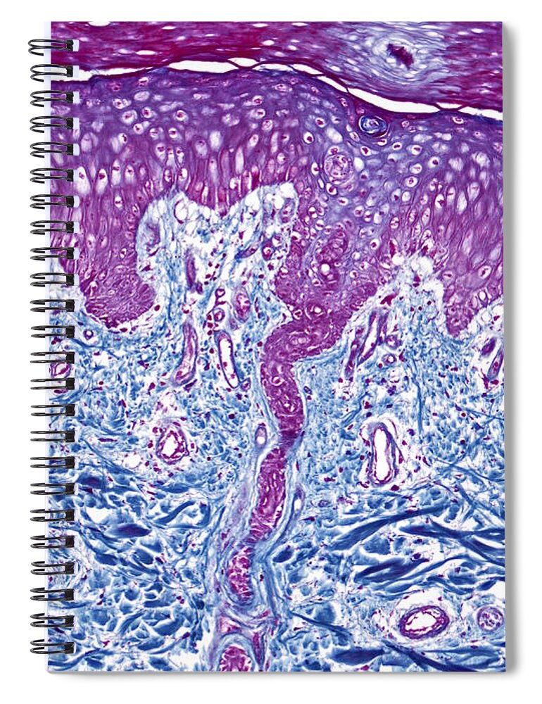 Skin Spiral Notebook featuring the photograph Skin, Lm #9 by Alvin Telser