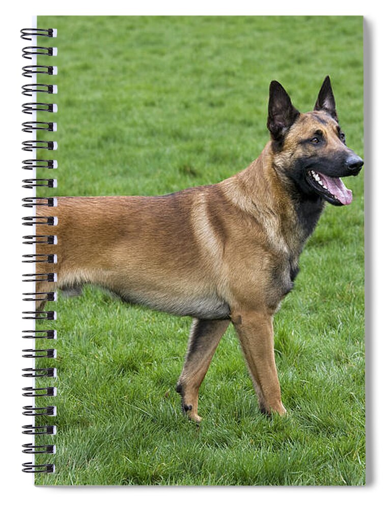 Belgian Shepherd Dog Spiral Notebook featuring the photograph 101130p021 by Arterra Picture Library