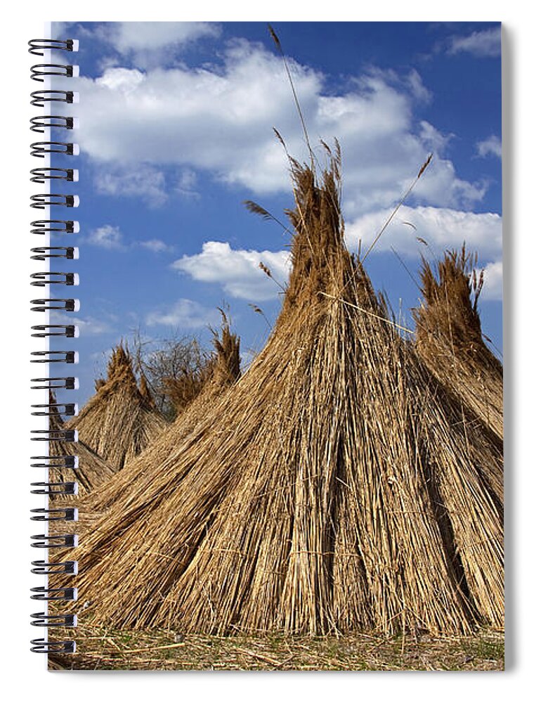 Common Reed Spiral Notebook featuring the photograph 101130p093 by Arterra Picture Library