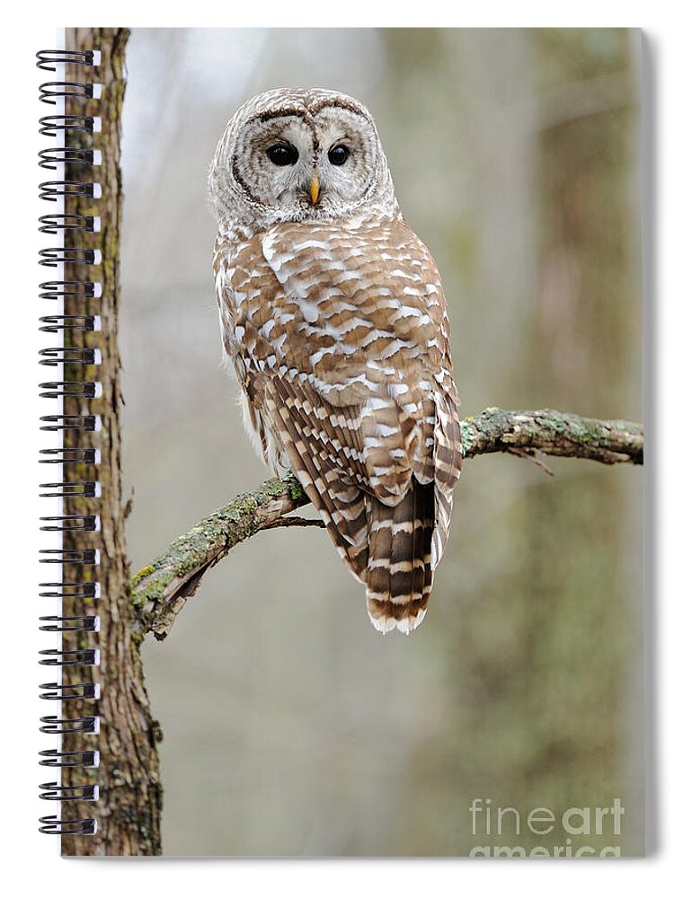 Barred Owl Spiral Notebook featuring the photograph Barred Owl by Scott Linstead