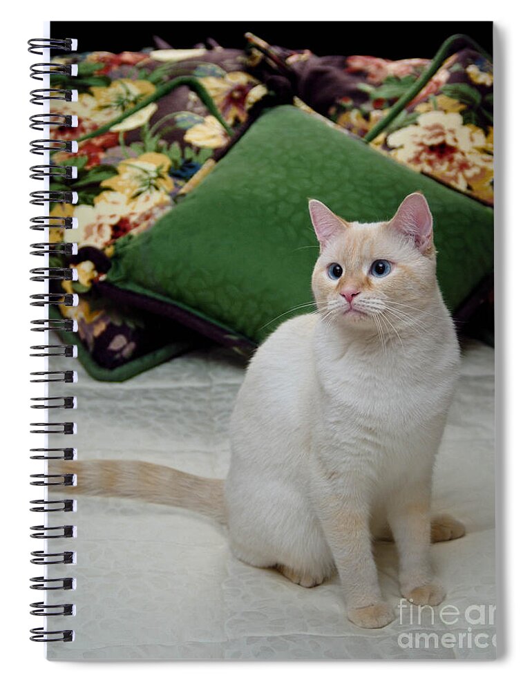 Blue Eyes Spiral Notebook featuring the photograph Flame Point Siamese Cat #11 by Amy Cicconi