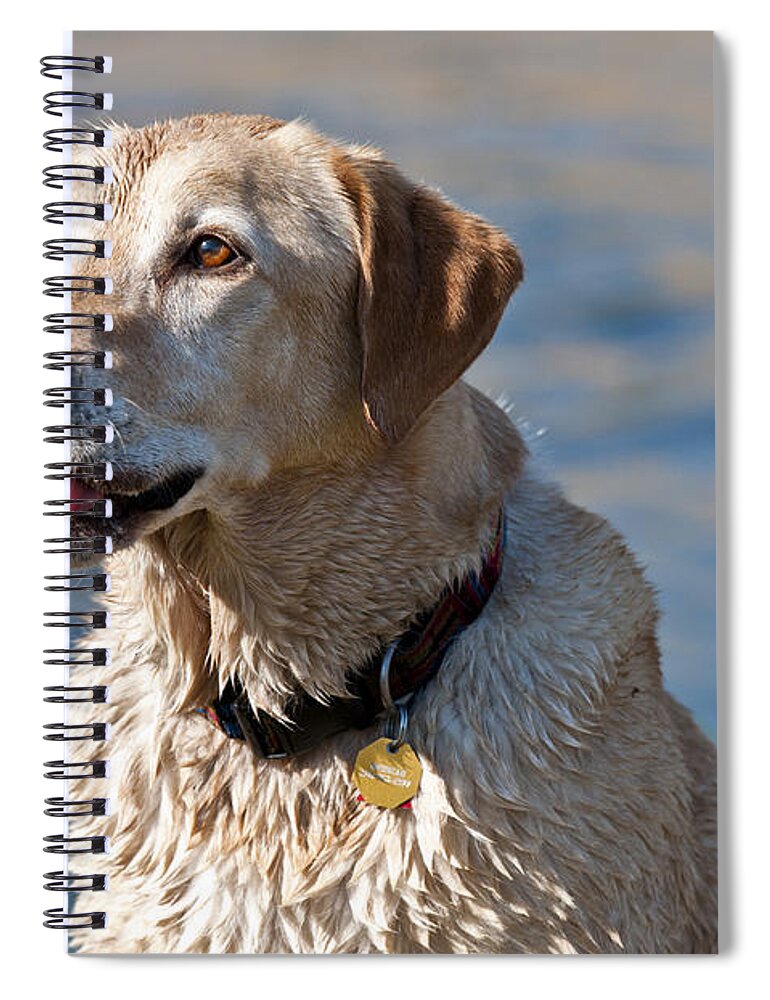 Labrador Retriever Spiral Notebook featuring the photograph Yellow Labrador Retriever #11 by William H. Mullins