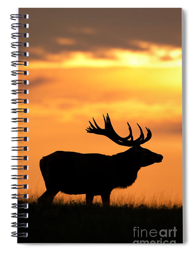 Animal Spiral Notebook featuring the photograph 110111p045 by Arterra Picture Library