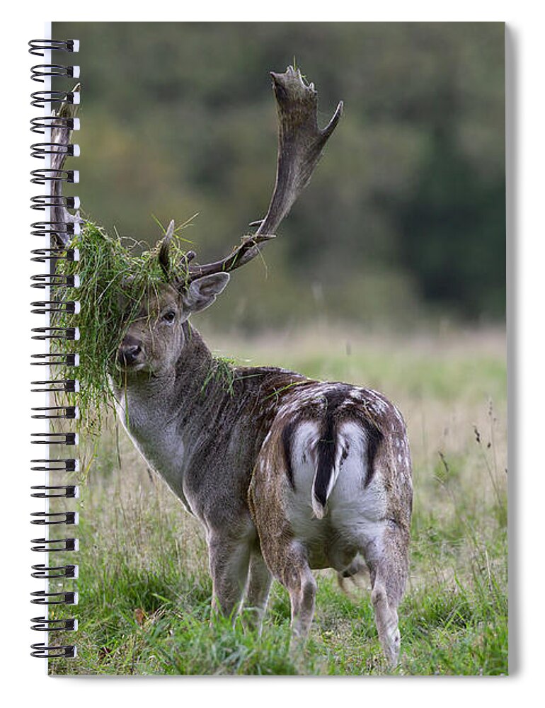 Fallow Deer Spiral Notebook featuring the photograph 110221p138 by Arterra Picture Library