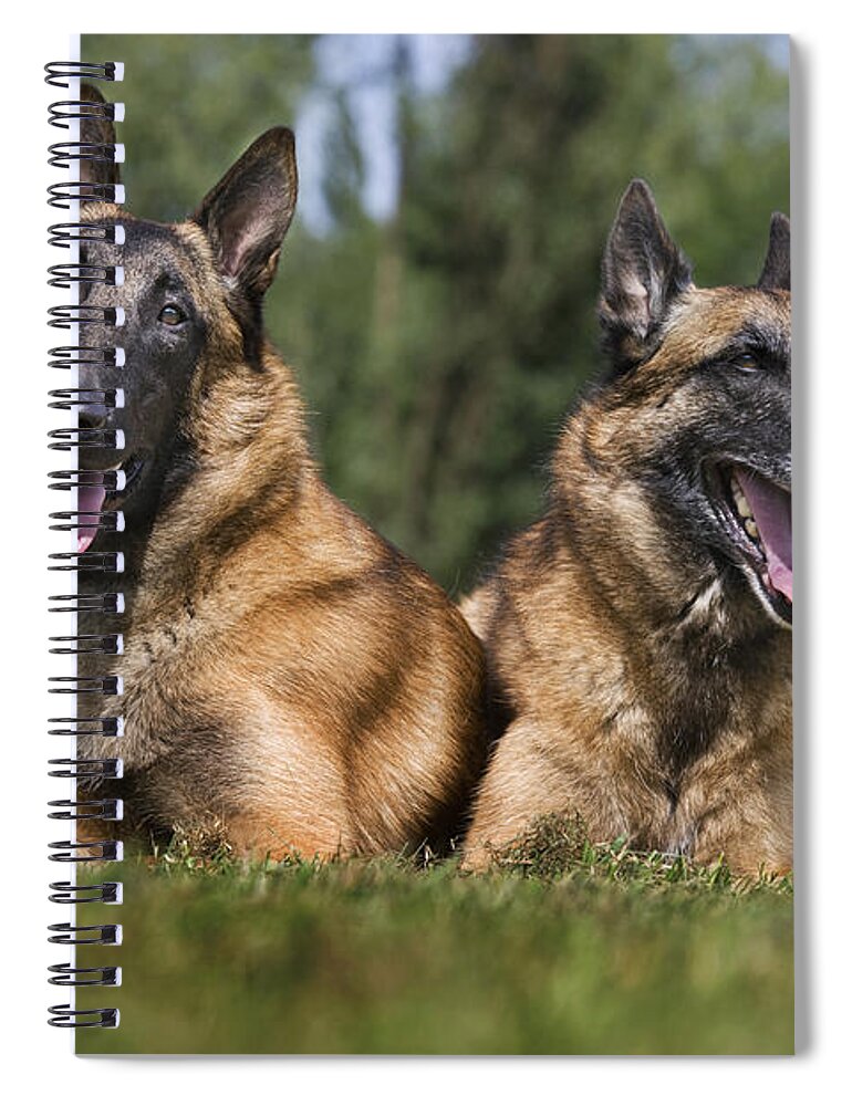 Belgian Shepherd Dog Spiral Notebook featuring the photograph 110506p116 by Arterra Picture Library