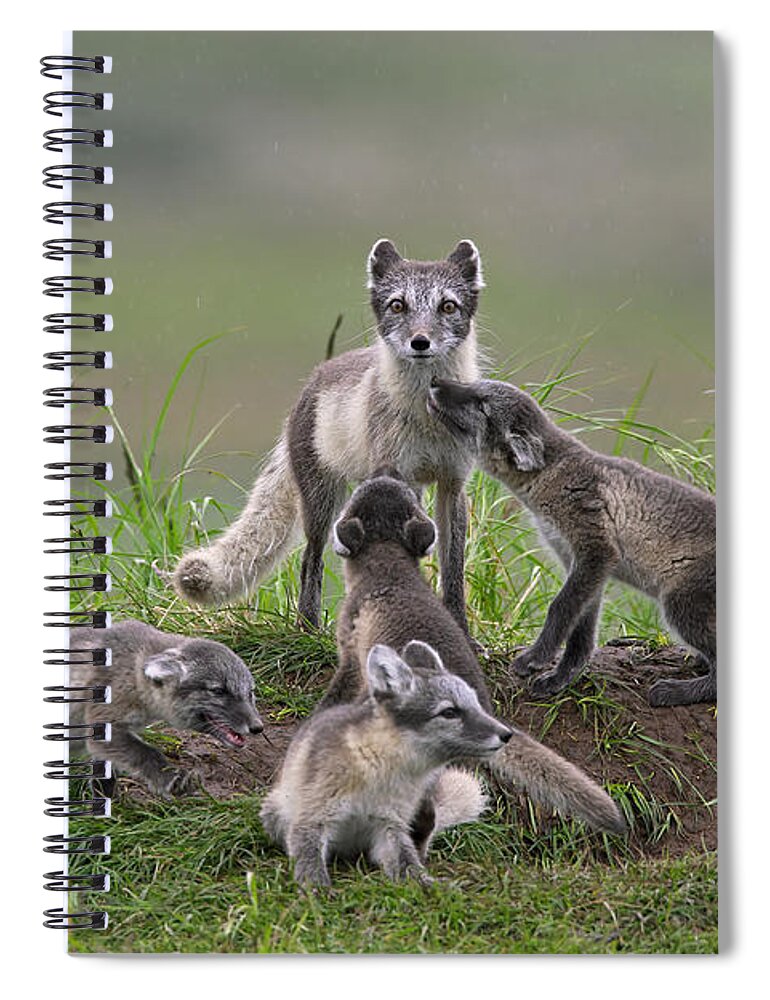 Arctic Fox Spiral Notebook featuring the photograph 111130p059 by Arterra Picture Library