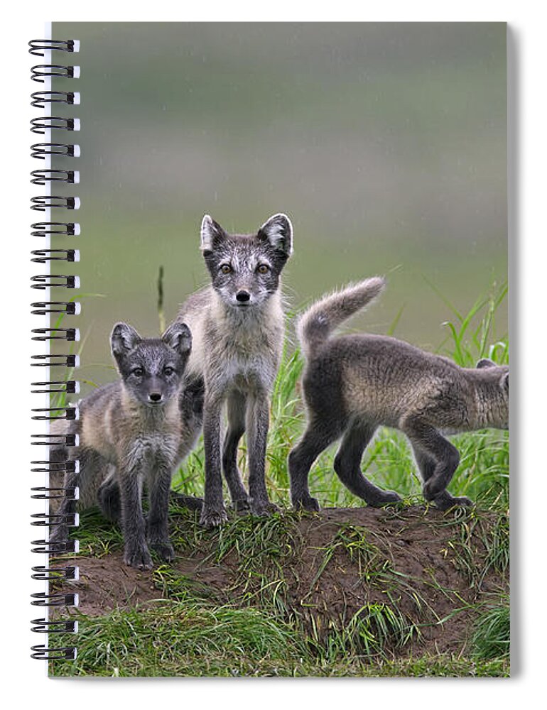 Arctic Fox Spiral Notebook featuring the photograph 111130p062 by Arterra Picture Library