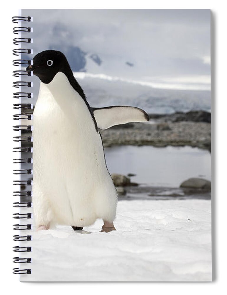 Adelie Spiral Notebook featuring the photograph 111130p152 by Arterra Picture Library