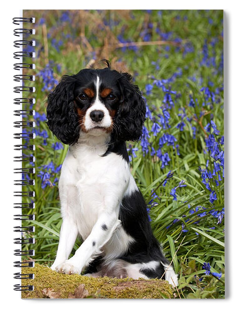 Dog Spiral Notebook featuring the photograph Cavalier King Charles Spaniel #12 by John Daniels