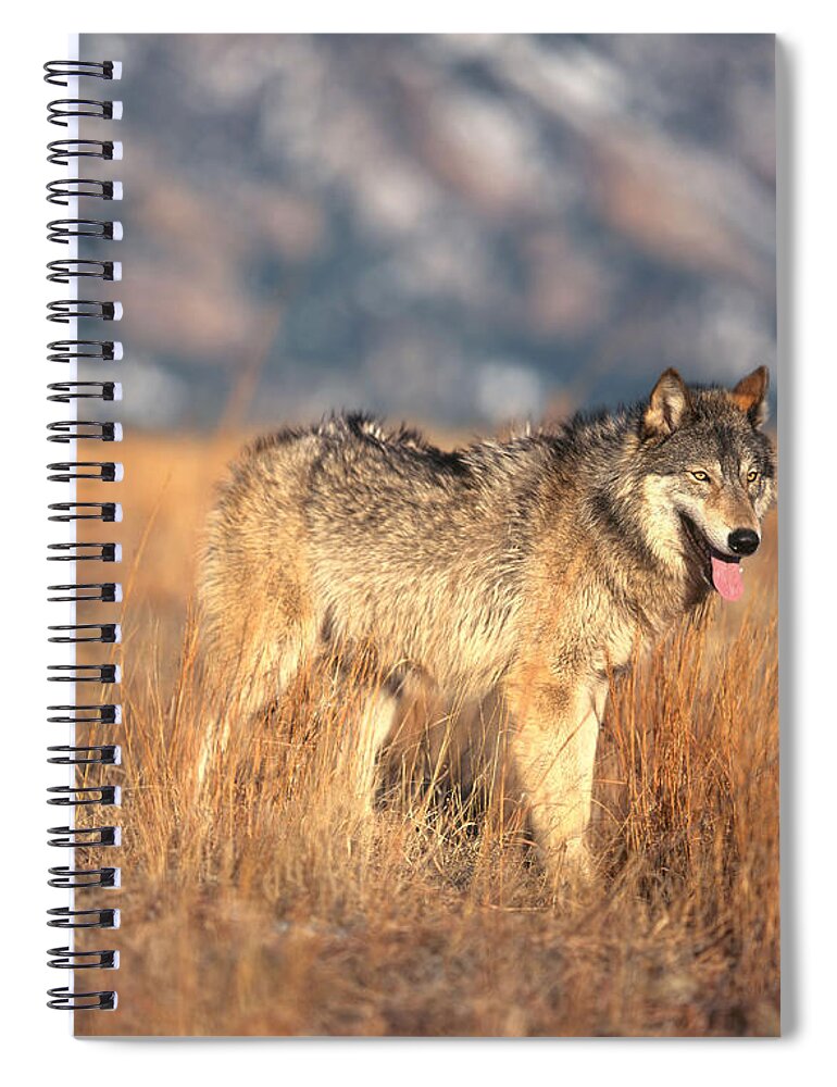 Gray Wolf Spiral Notebook featuring the photograph Timber Wolf #12 by Hans Reinhard