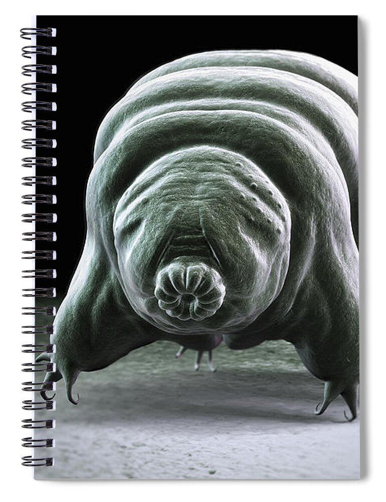 Protostomia Spiral Notebook featuring the photograph Water Bear Tardigrades #12 by Science Picture Co