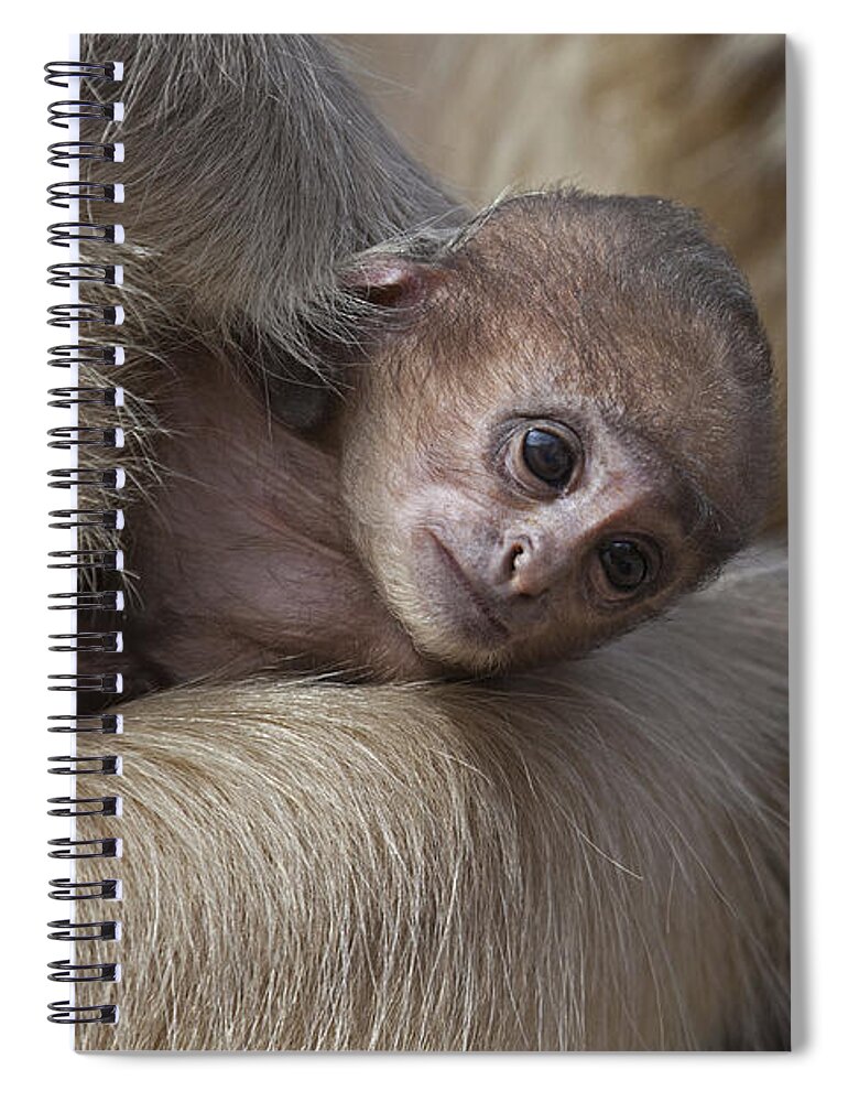 Gray Langur Spiral Notebook featuring the photograph 120820p269 by Arterra Picture Library