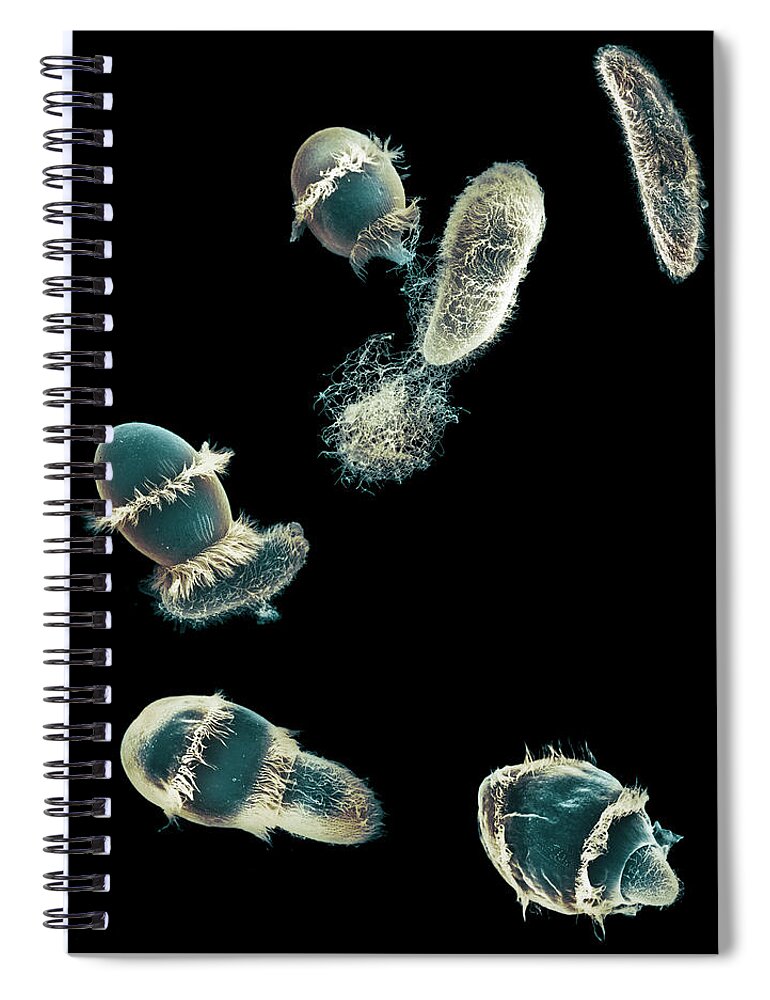 Feeding Spiral Notebook featuring the photograph Didinium Ingesting Paramecium #13 by Greg Antipa