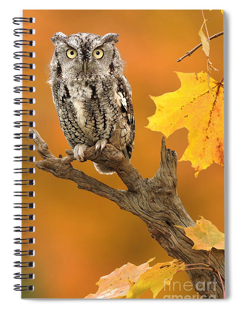 Eastern Screech Owl Spiral Notebook featuring the photograph Eastern Screech Owl #13 by Scott Linstead