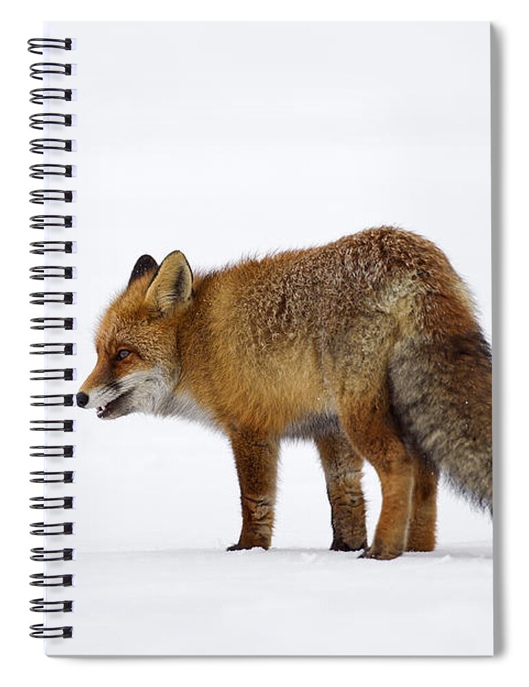 Red Fox Spiral Notebook featuring the photograph 130201p056 by Arterra Picture Library