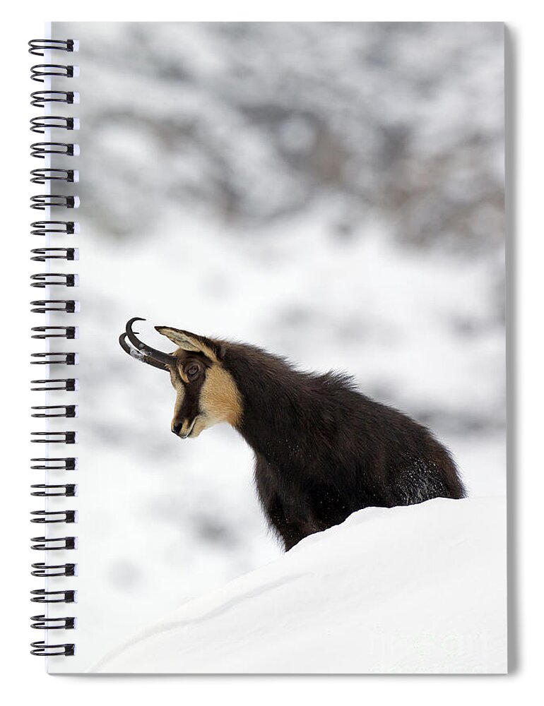 Chamois Spiral Notebook featuring the photograph 130201p229 by Arterra Picture Library