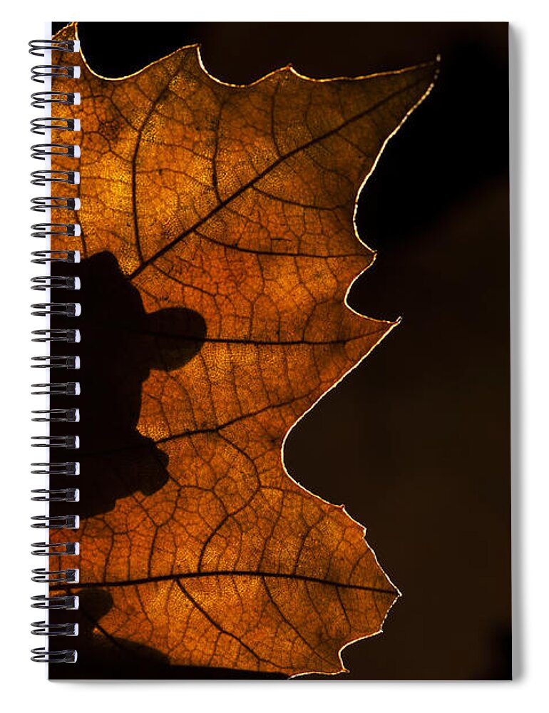 Dwarf Spiral Notebook featuring the photograph 131114p318 by Arterra Picture Library