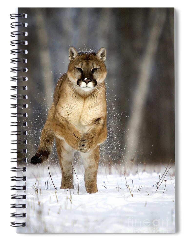 Felis Concolor Spiral Notebook featuring the photograph Cougar #16 by Linda Freshwaters Arndt