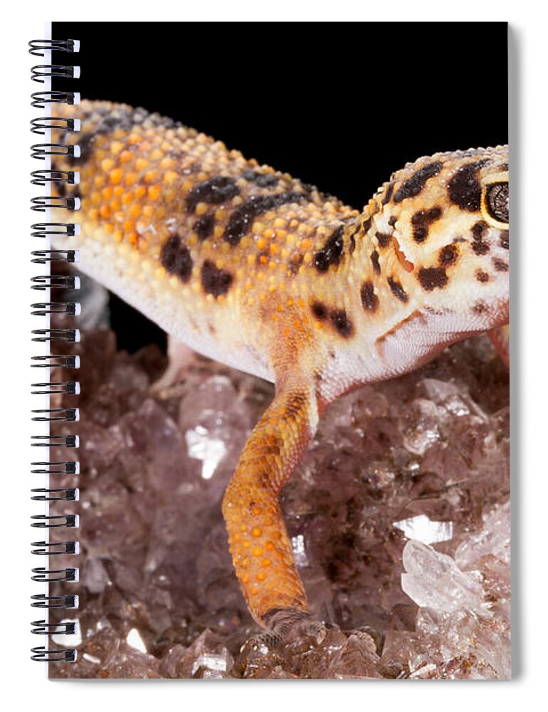 Common Leopard Gecko Spiral Notebook featuring the photograph Leopard Gecko Eublepharis Macularius #17 by David Kenny