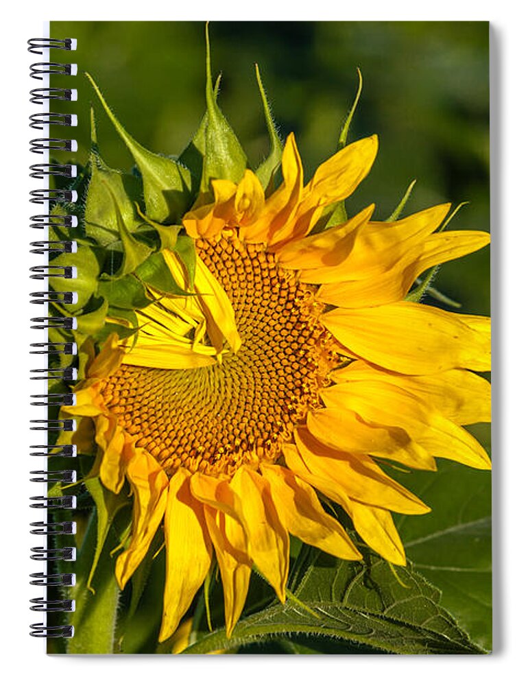 Blackeyed Susan Spiral Notebook featuring the photograph Folded Petals Sunflower by Melinda Ledsome