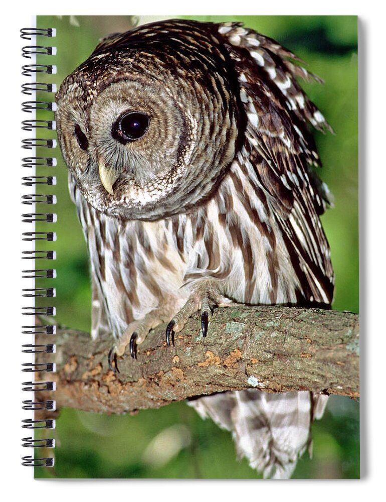 Barred Owl Spiral Notebook featuring the photograph Barred Owl #18 by Millard H. Sharp