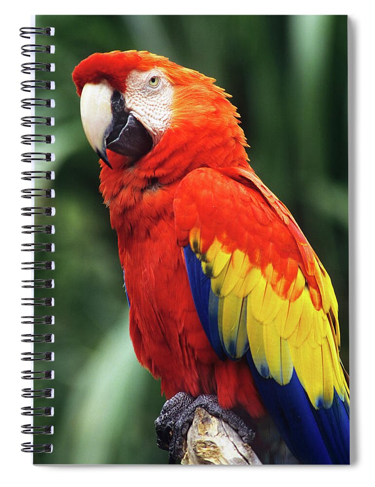 Photography Spiral Notebook featuring the photograph 1990s Scarlet Macaw Ara Macao Looking by Animal Images
