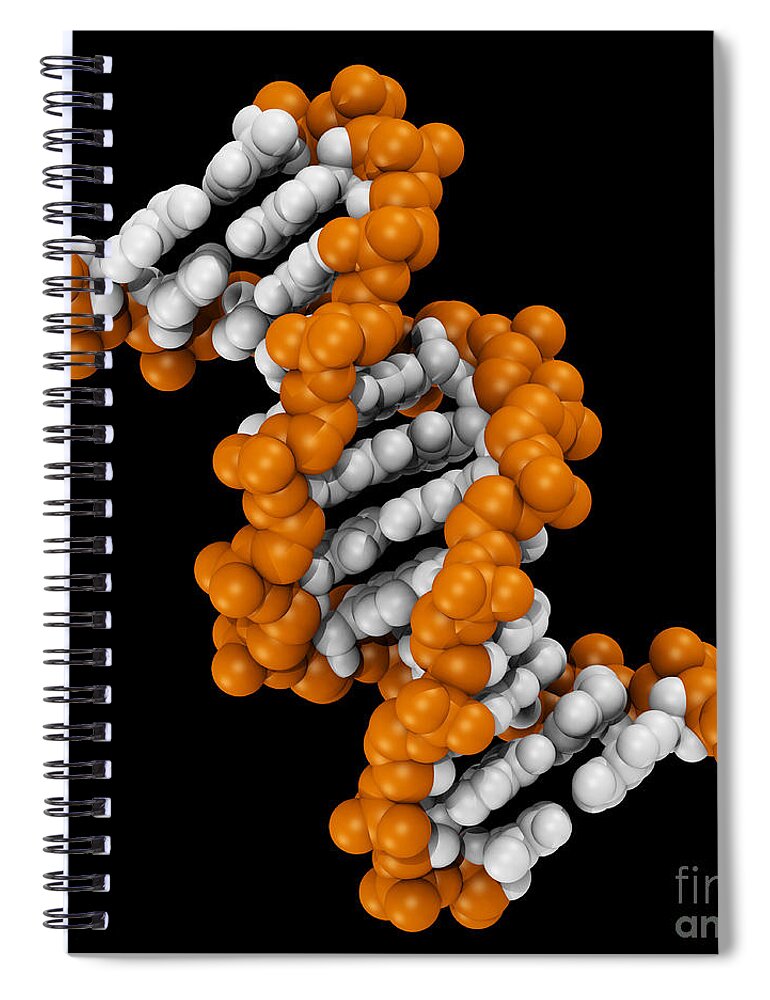 Adenine Spiral Notebook featuring the photograph 3d Dna Molecule #2 by Scott Camazine