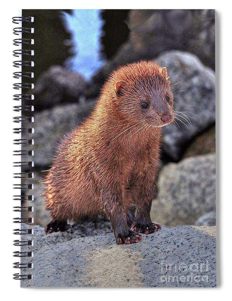 Mink Spiral Notebook featuring the photograph An American Mink #2 by Kathy Baccari