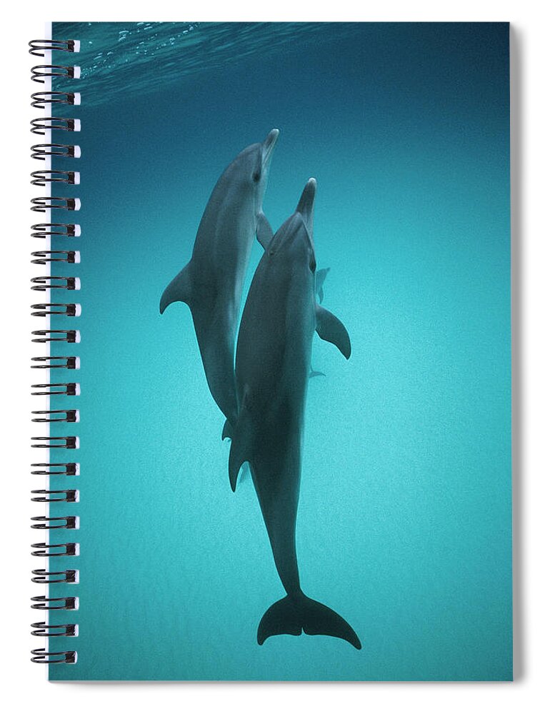Feb0514 Spiral Notebook featuring the photograph Atlantic Spotted Dolphin Pair Bahamas by Flip Nicklin
