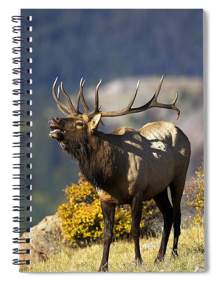 Autumn Spiral Notebook featuring the photograph Autumn Bull Elk Bugling #2 by Gary Langley
