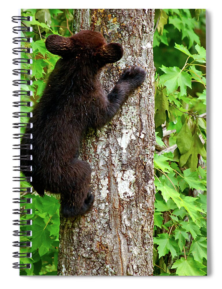 Bear Spiral Notebook featuring the photograph Baby Bear by Christi Kraft