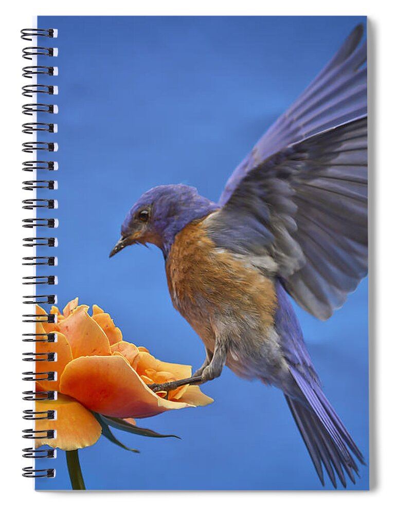 Animals Spiral Notebook featuring the photograph Balancing Act #2 by Jean Noren
