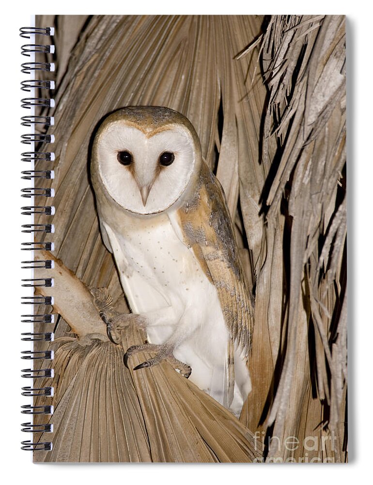 Alertness Spiral Notebook featuring the photograph Barn Owl Tyto alba #2 by Eyal Bartov