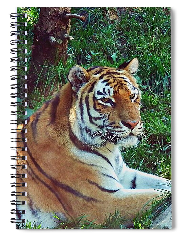 Marcia Lee Jones Spiral Notebook featuring the photograph Bengal Tiger by Marcia Lee Jones
