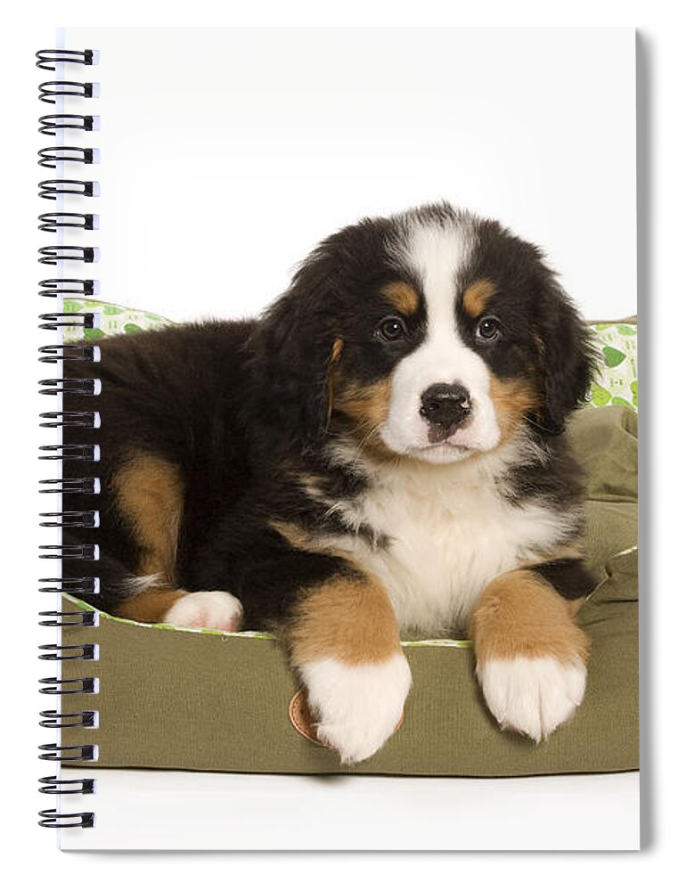 Dog Spiral Notebook featuring the photograph Bernese Mountain Puppy #2 by Jean-Michel Labat